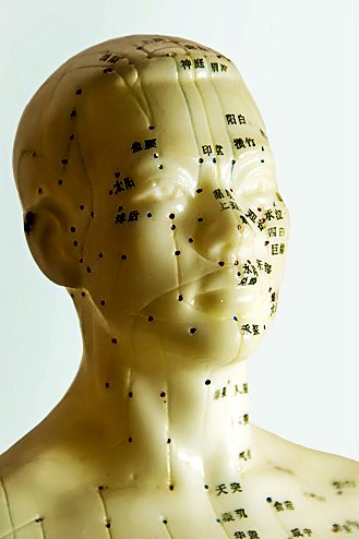 Acupuncture model showing points and meridians on the head